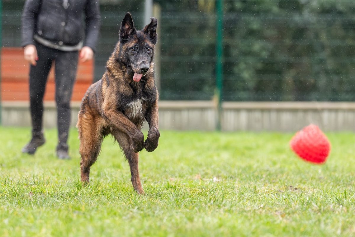 Leon - Chien Berger Belge Malinois à adopter - photo 20