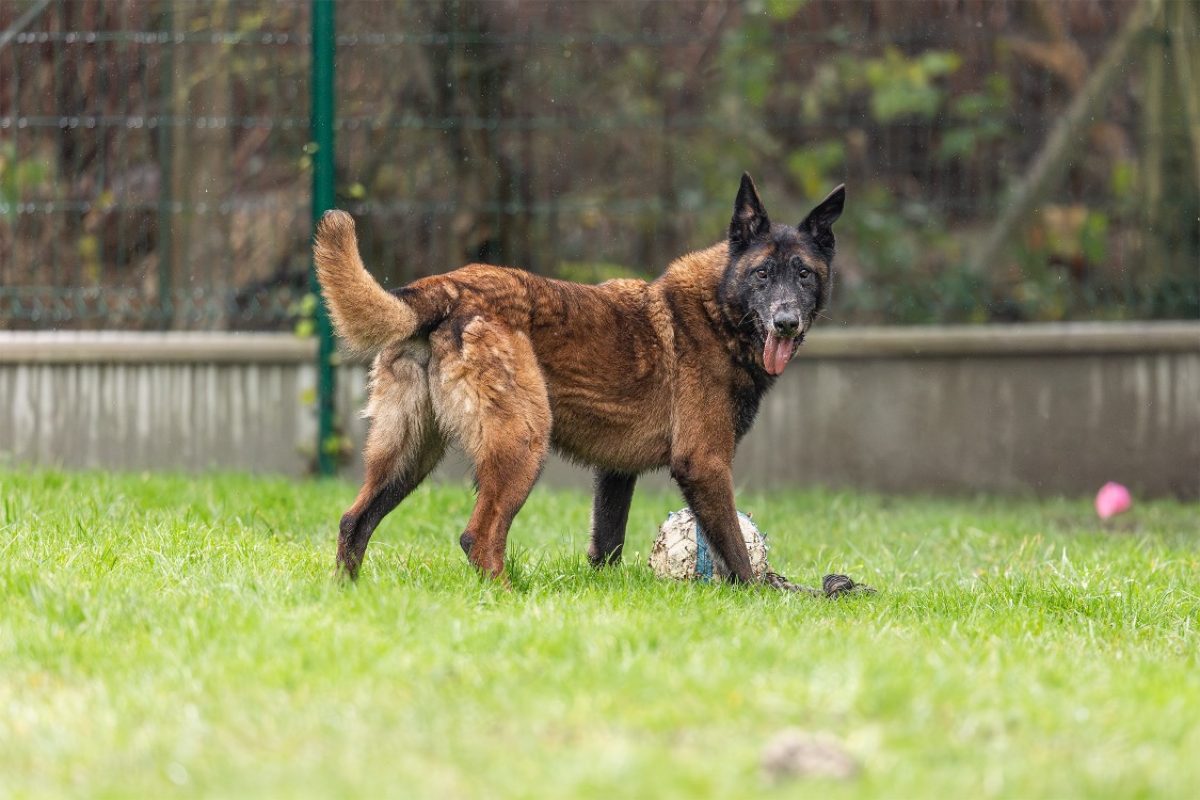 Leon - Chien Berger Belge Malinois à adopter - photo 21