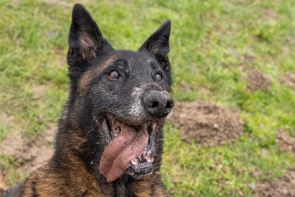 Leon - Chien Berger Belge Malinois à adopter - photo 22