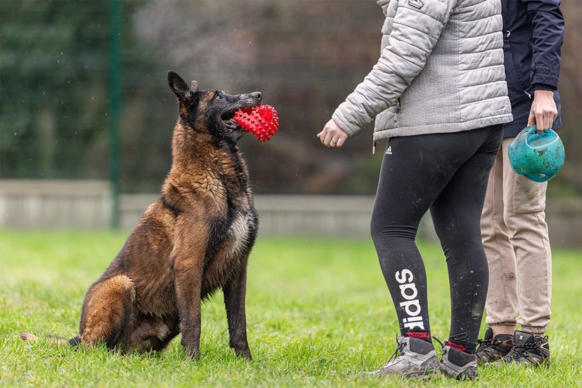 Leon - Chien Berger Belge Malinois à adopter - photo 23
