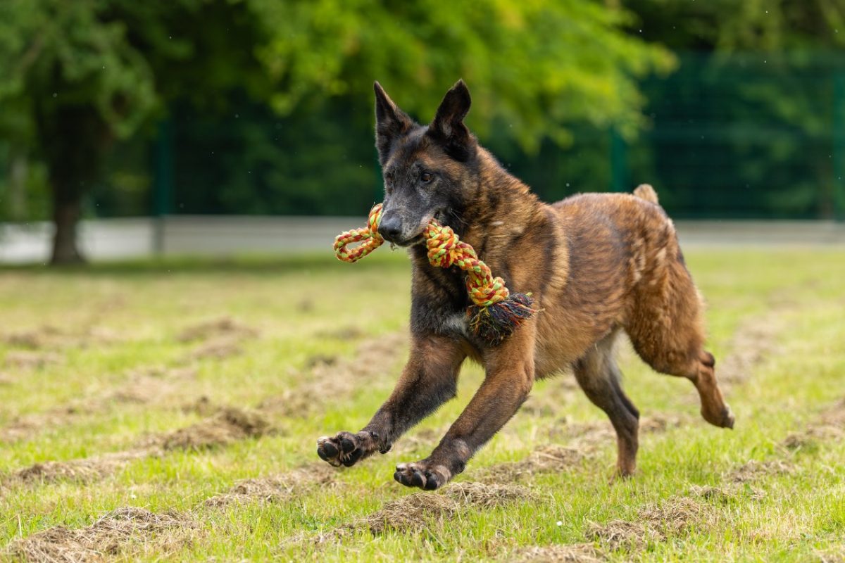 Leon - Chien Berger Belge Malinois à adopter - photo 24