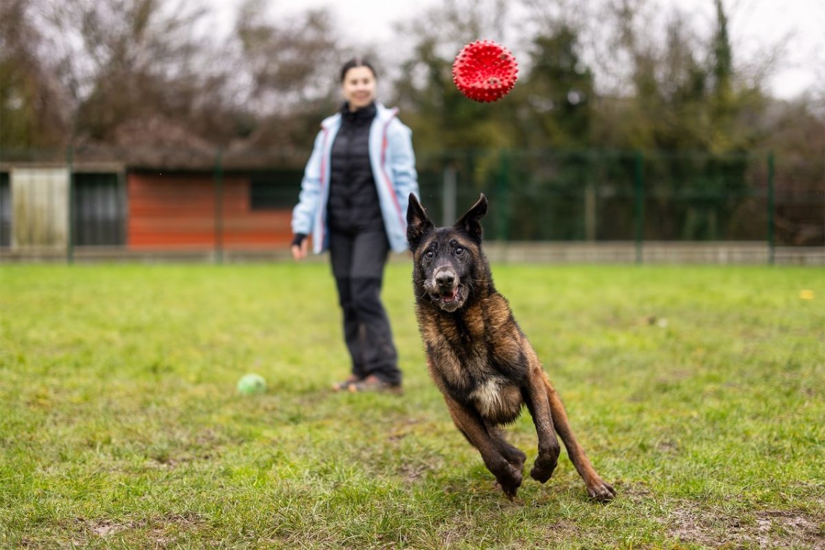 Leon - Chien Berger Belge Malinois à adopter - photo 25