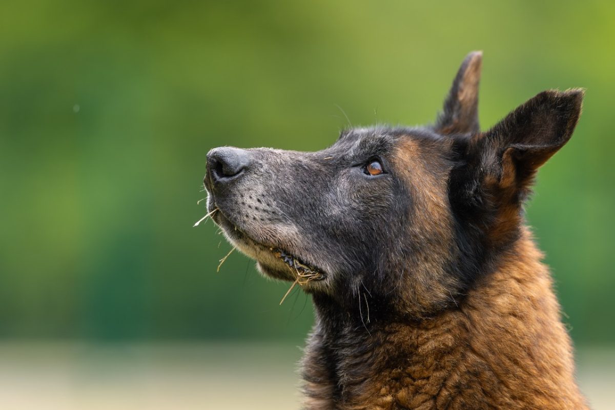 Leon - Chien Berger Belge Malinois à adopter - photo 26
