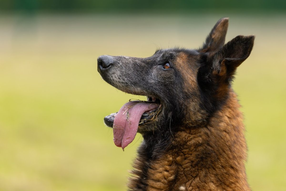 Leon - Chien Berger Belge Malinois à adopter - photo 27