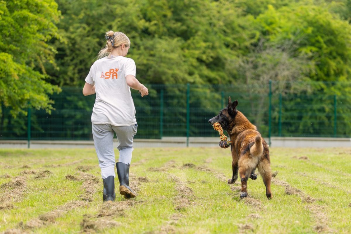 Leon - Chien Berger Belge Malinois à adopter - photo 28