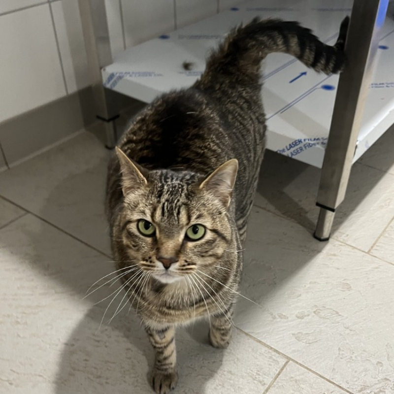 Photo de Chipie en cours d'adoption