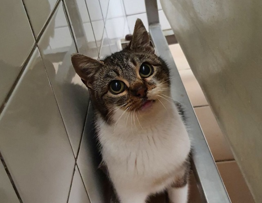 Photo #1 de Piopiotte