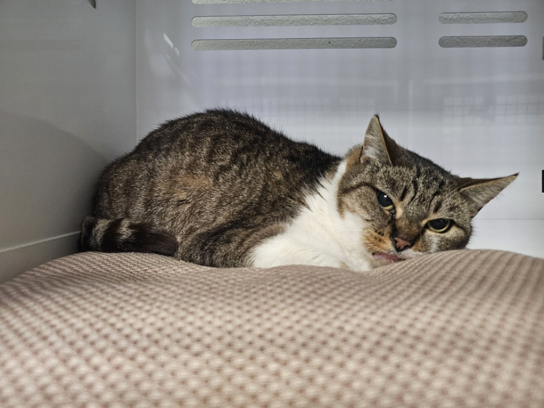 Photo #2 de Piopiotte