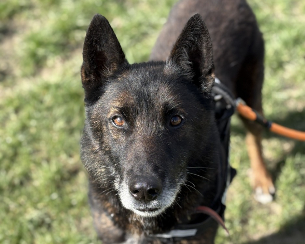 Photo #1 de Morpheuss dit mack