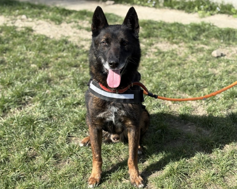 Photo #2 de Morpheuss dit mack