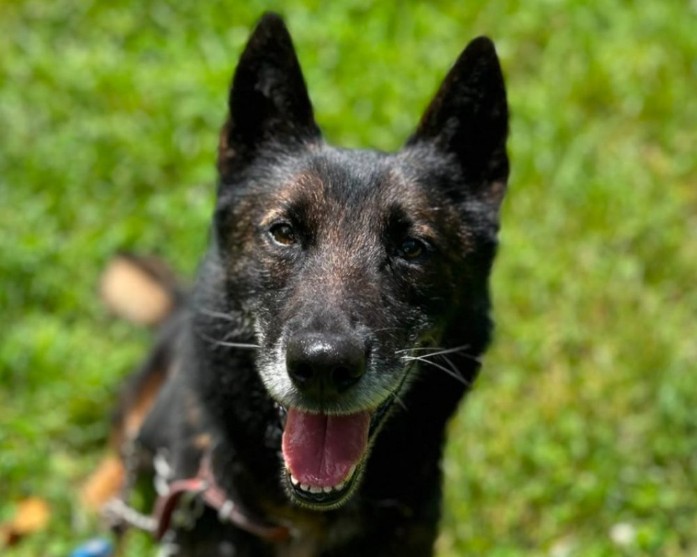 Morpheuss dit mack - Chien Berger Belge Malinois à adopter