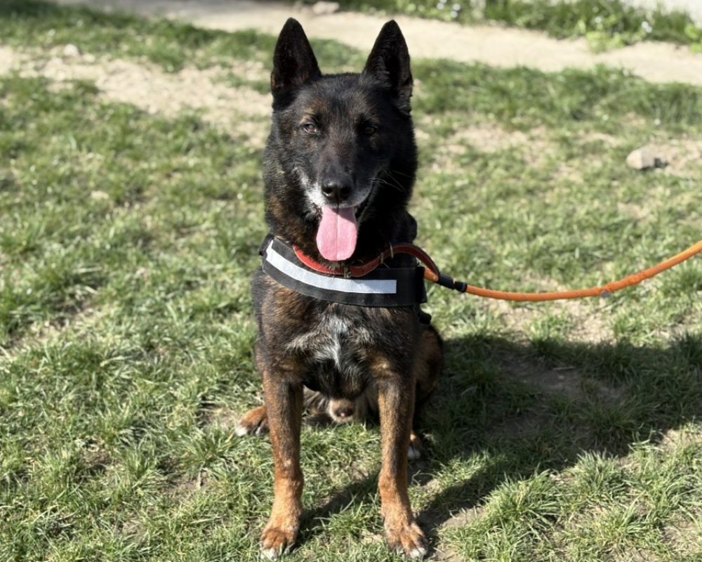 Morpheuss dit mack - Chien Berger Belge Malinois à adopter - photo 2