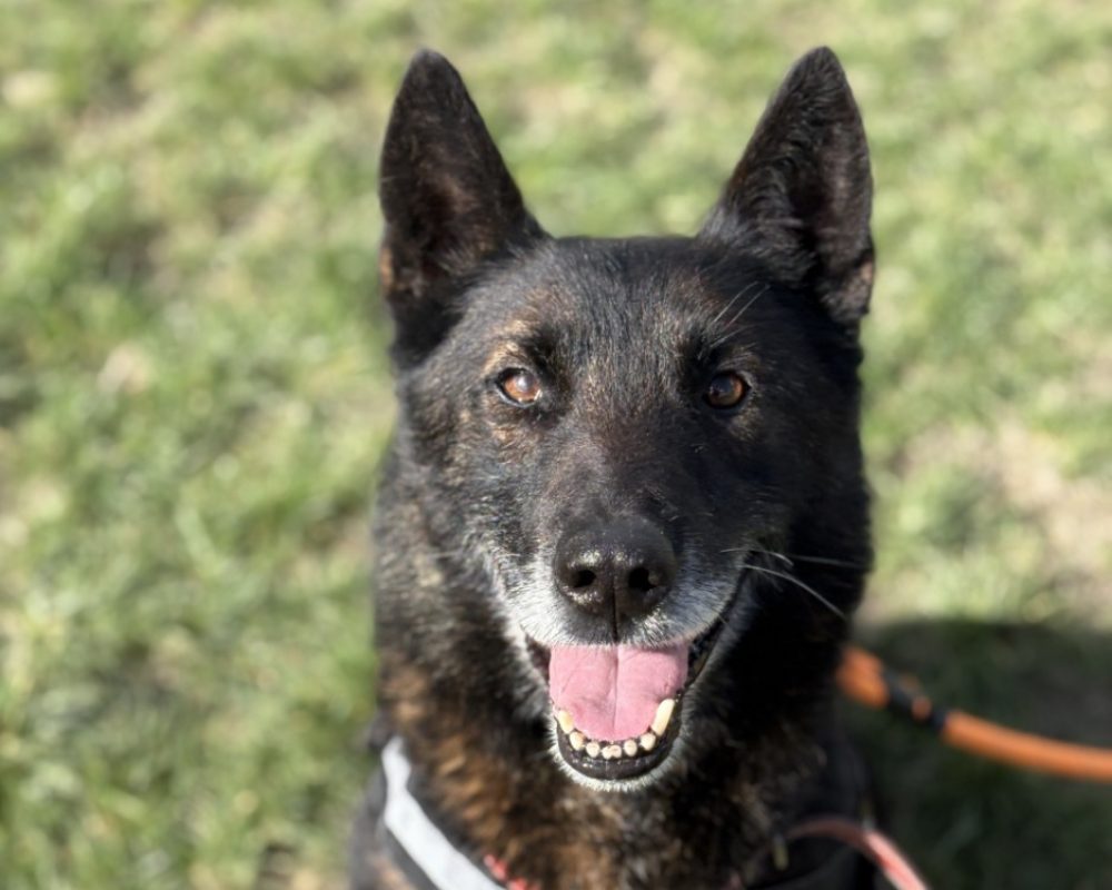 Morpheuss dit mack - Chien Berger Belge Malinois à adopter - photo 3