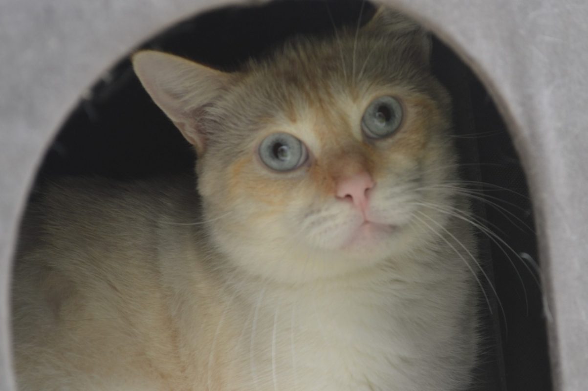 Aldo - Chat Européen à adopter