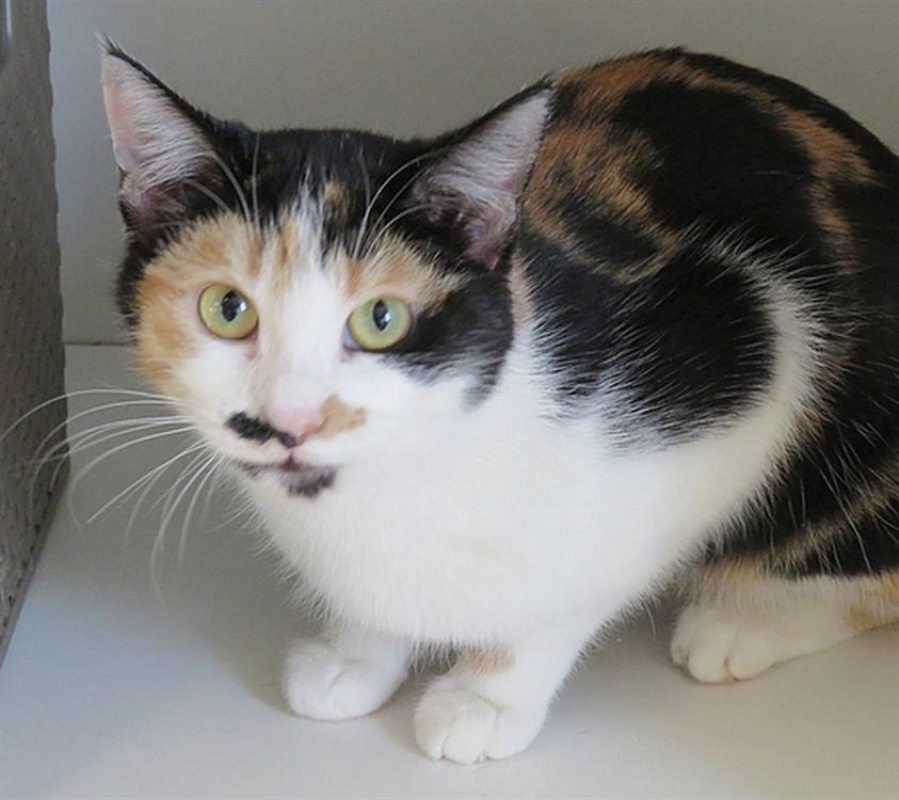 Photo de Fifi / peach