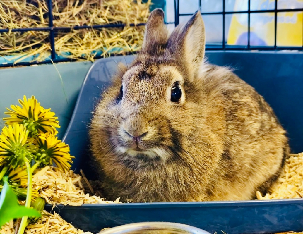 Photo #1 de Chouquette