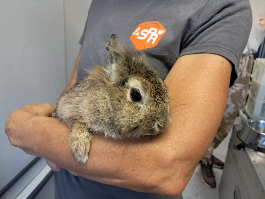 Photo #2 de Chouquette