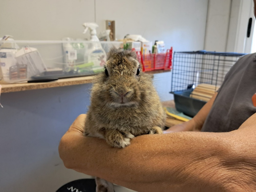 Photo #3 de Chouquette