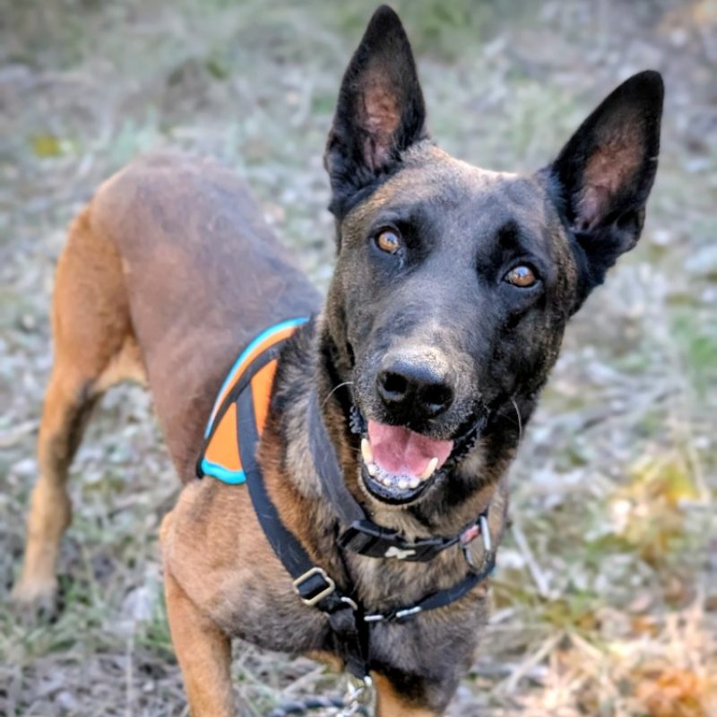 Old hup - Chien Berger Belge Malinois à adopter