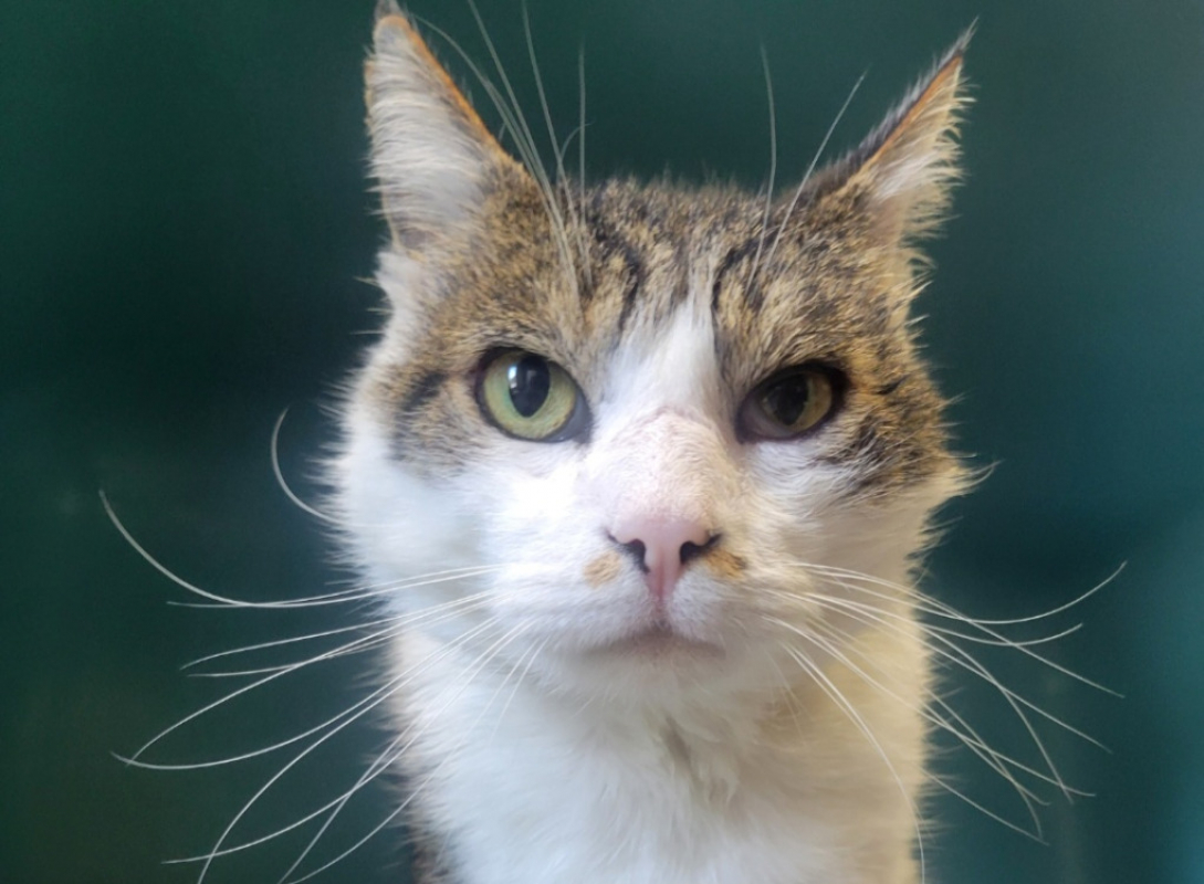 Photo de Minou junior