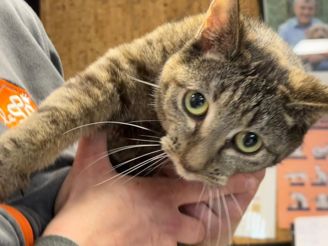 Photo #2 de Victoire