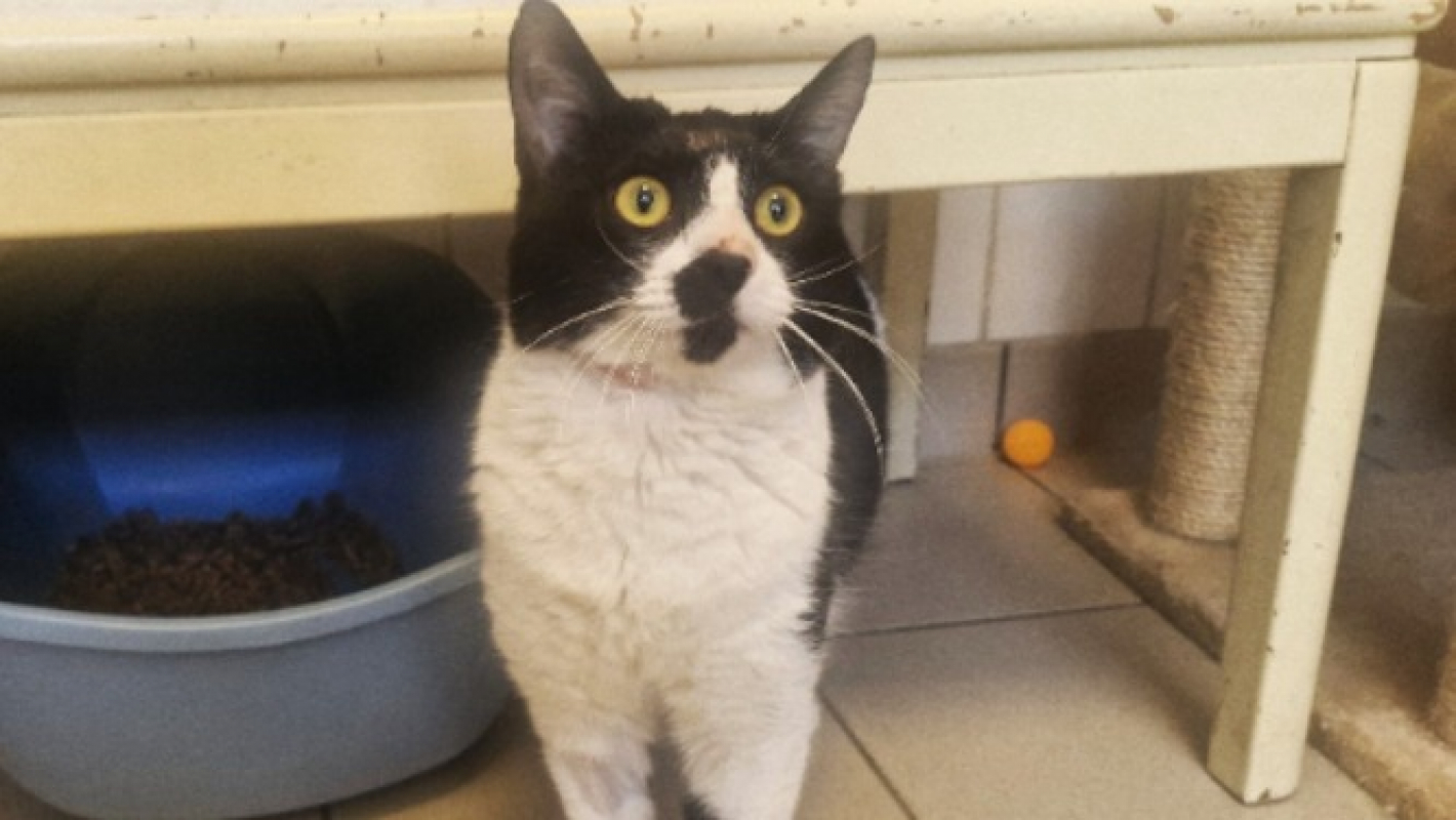 Photo #1 de Bandicoot