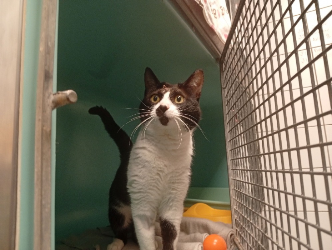 Photo #2 de Bandicoot