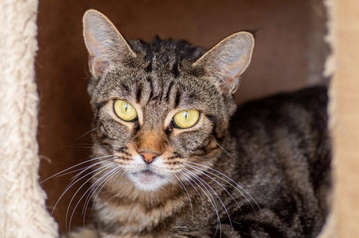 Noisette - Chat à adopter