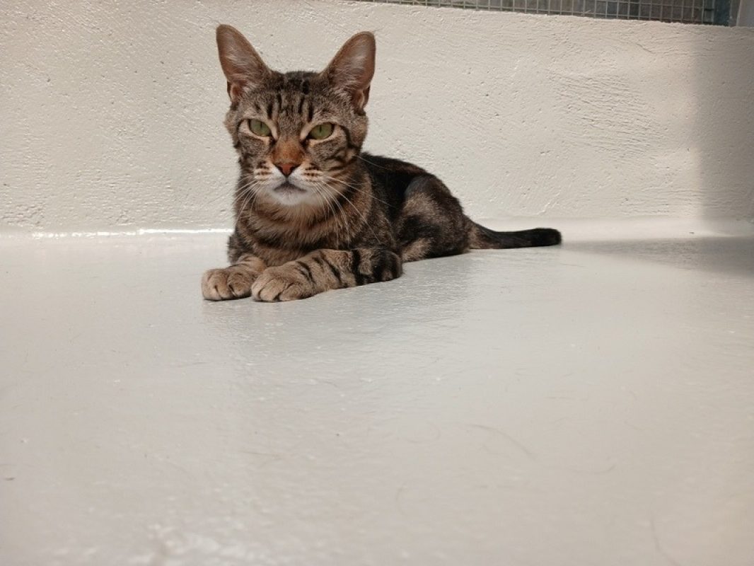 Noisette - Chat à adopter - photo 2