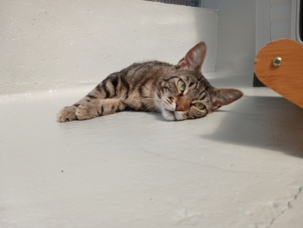 Noisette - Chat à adopter - photo 8