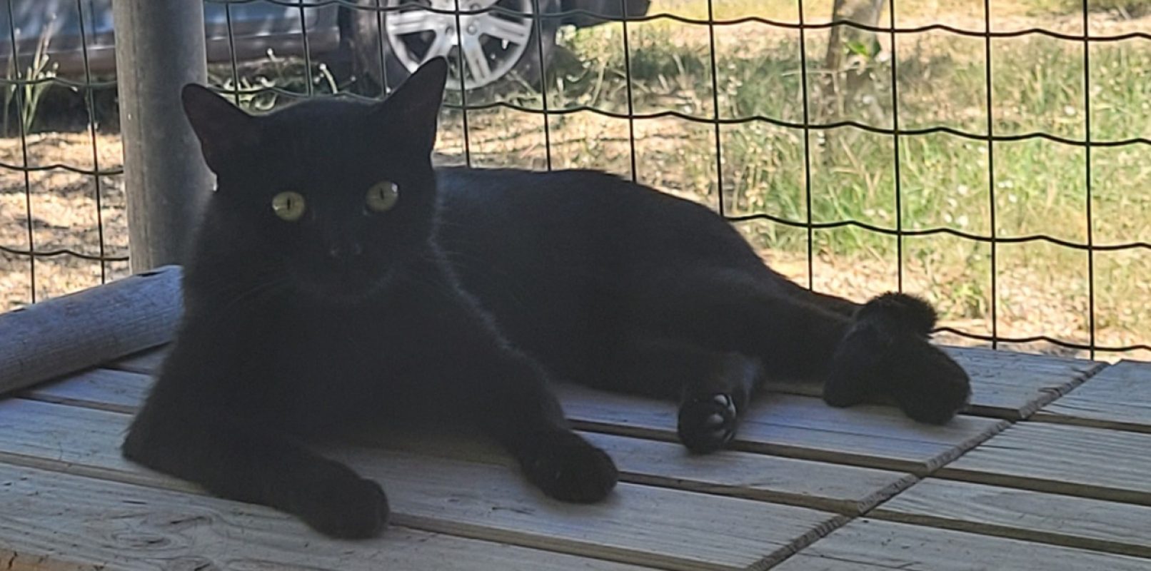 Kitkat - Chat Européen à adopter