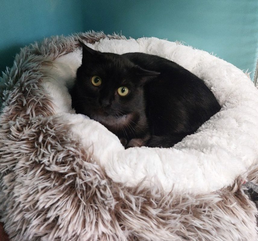 Kitkat - Chat Européen à adopter - photo 2