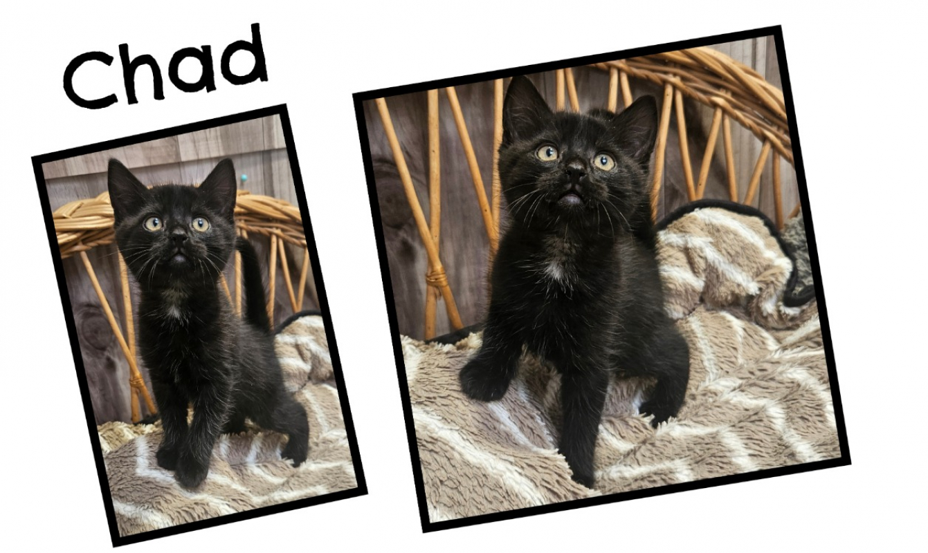 Photo de Chad réservé