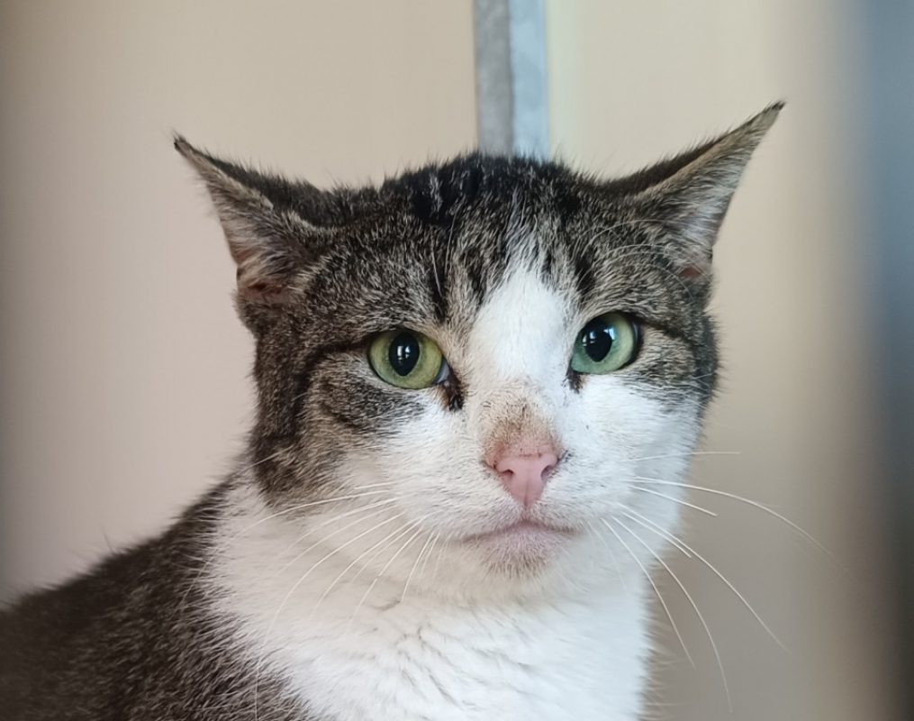 Neypale - Chat Européen à adopter - photo 2