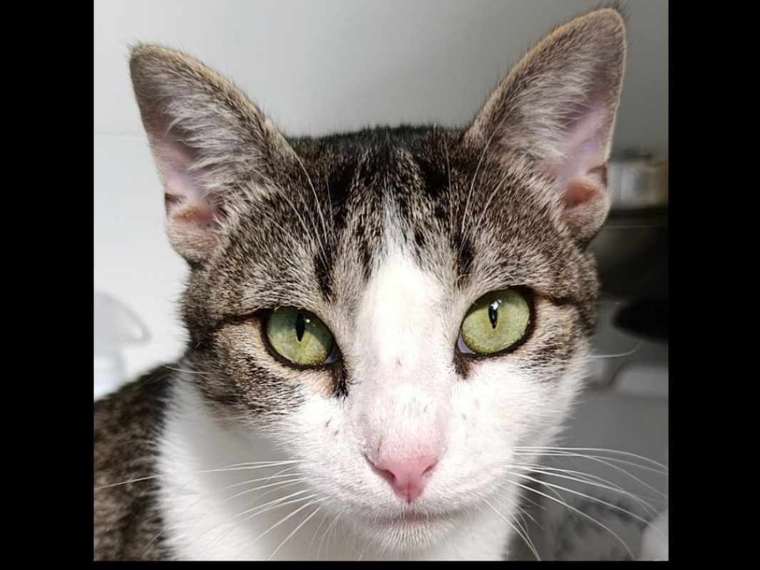 Neypale - Chat Européen à adopter