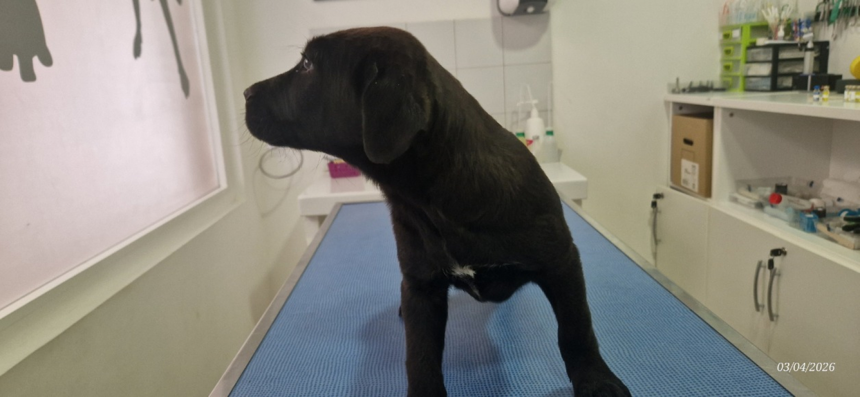Photo #1 de Coco