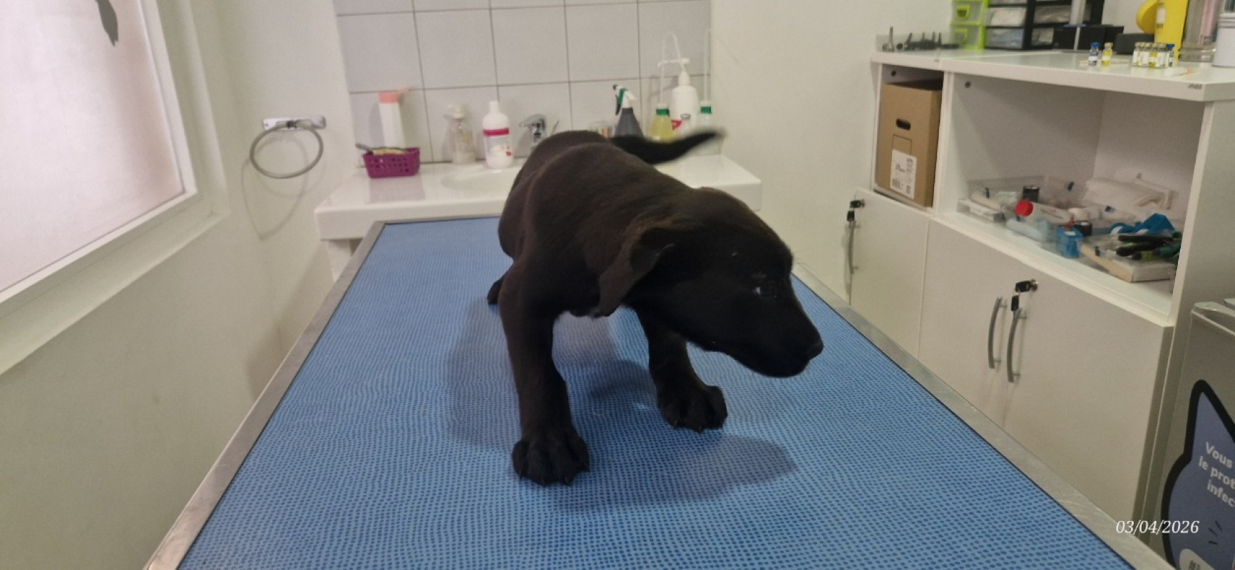 Photo #5 de Coco