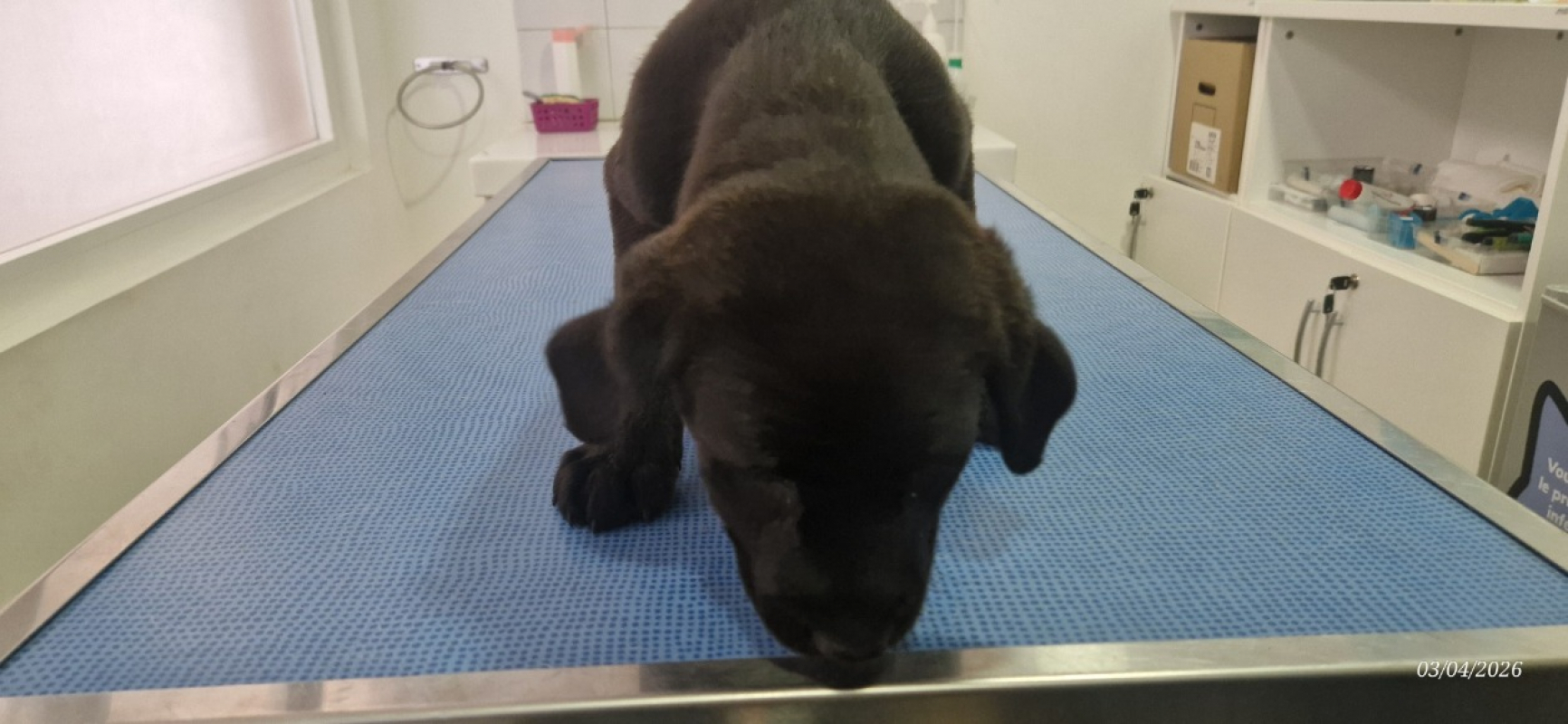 Photo #6 de Coco
