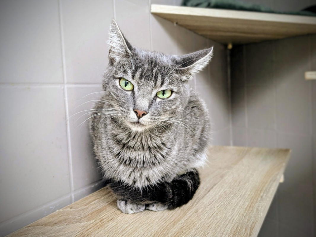 Photo #1 de Grisette