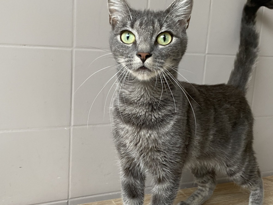 Photo #2 de Grisette