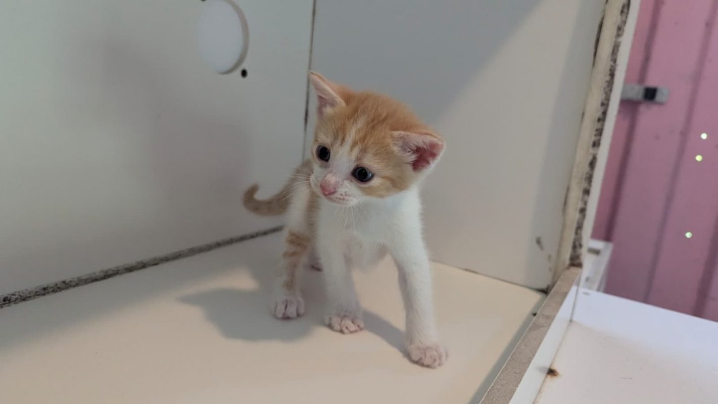 Mambo - Européen à adopter à Les Abymes (97) - Animaux.fr