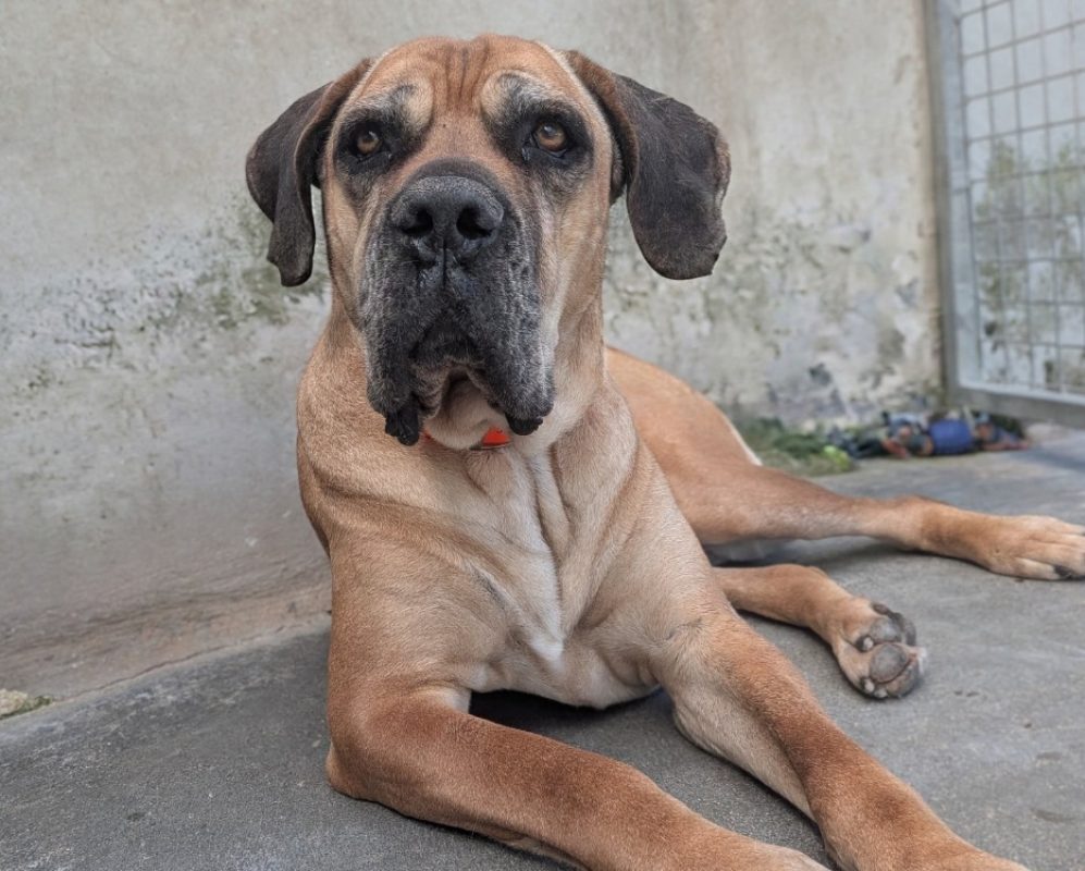 Oumi - Chien à adopter