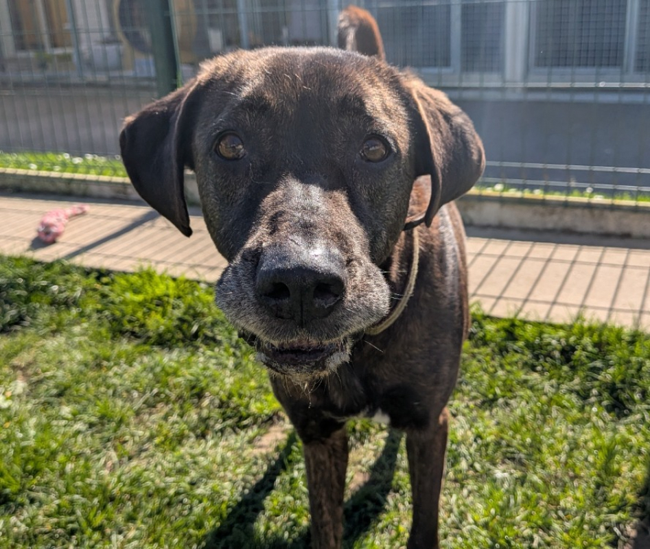 Photo #1 de Reglisse