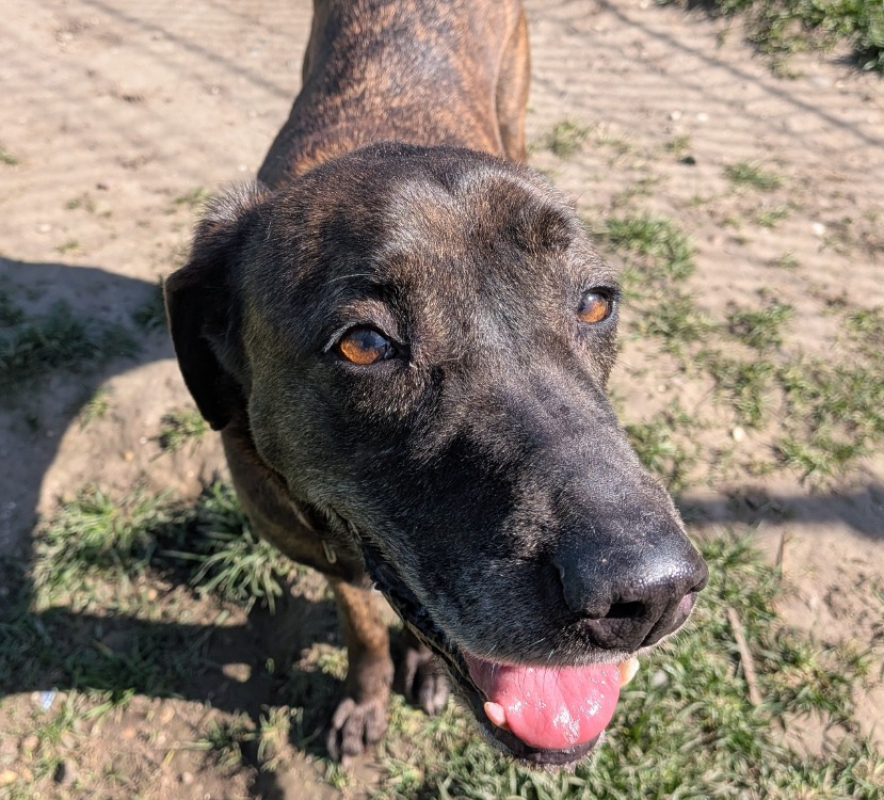 Photo #5 de Reglisse