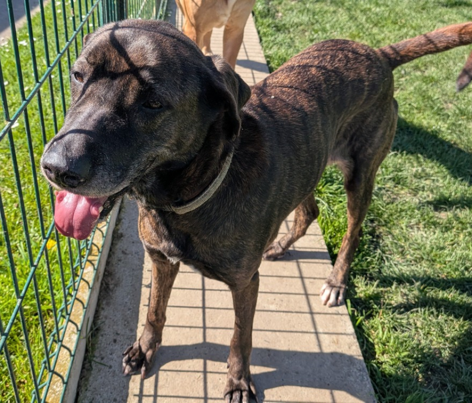 Photo #6 de Reglisse