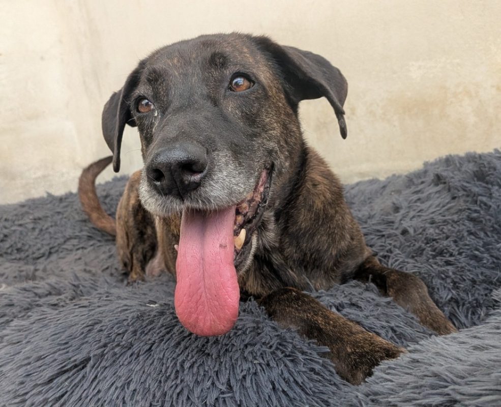 Reglisse - Chien à adopter