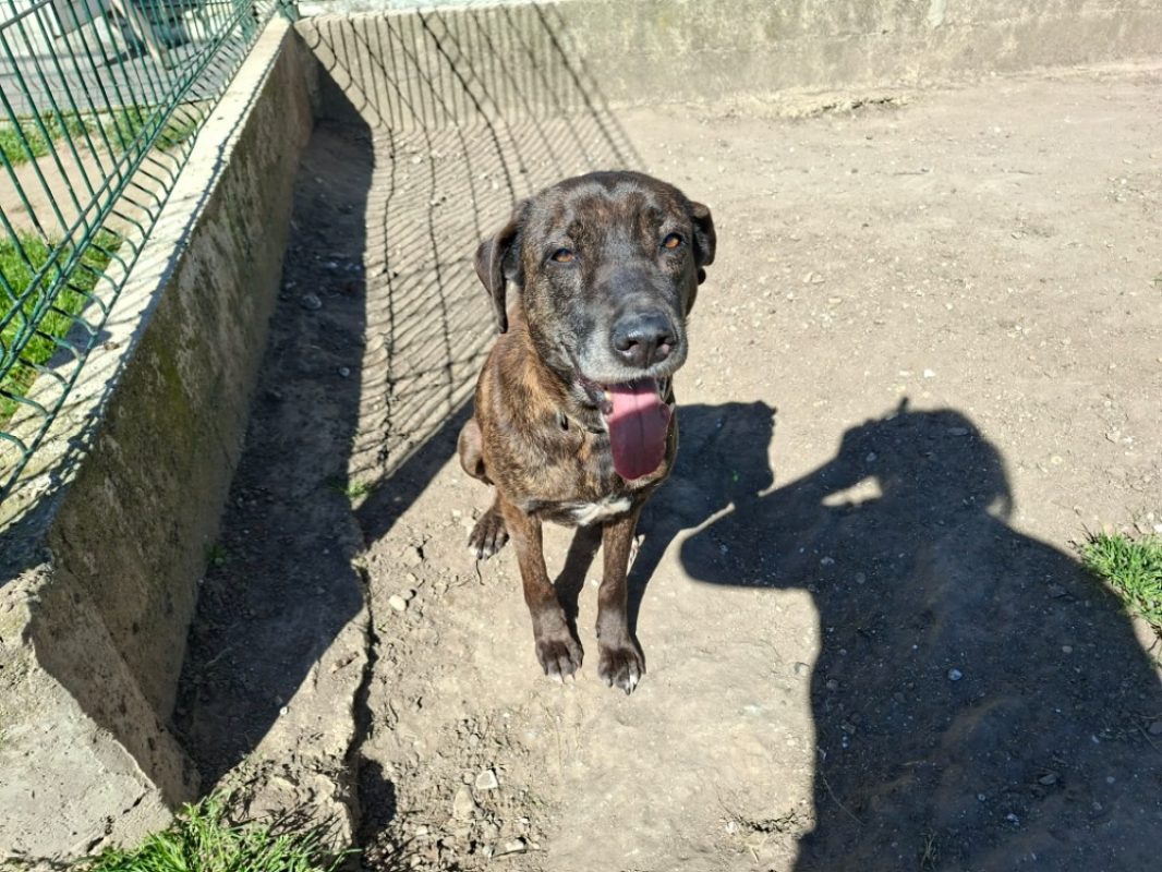 Reglisse - Chien à adopter - photo 5