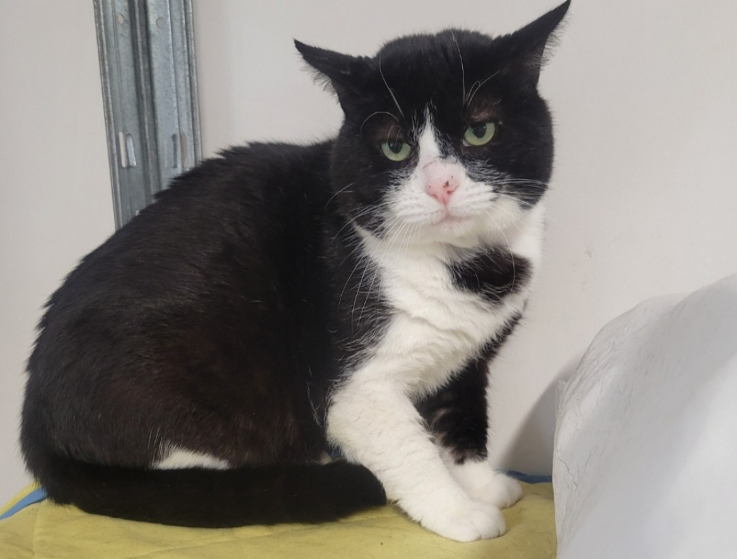 Achille - Chat Européen à adopter