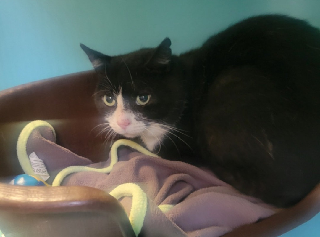 Achille - Chat Européen à adopter - photo 2
