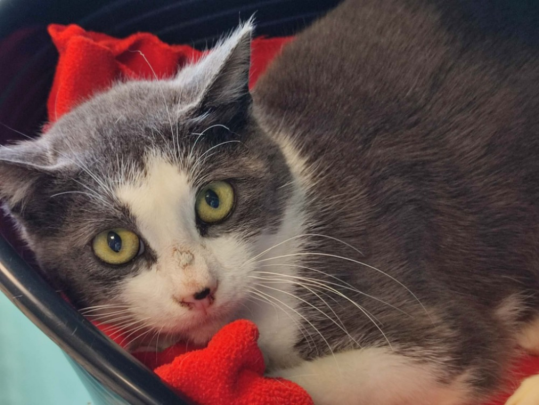 Photo #1 de Maunaloa